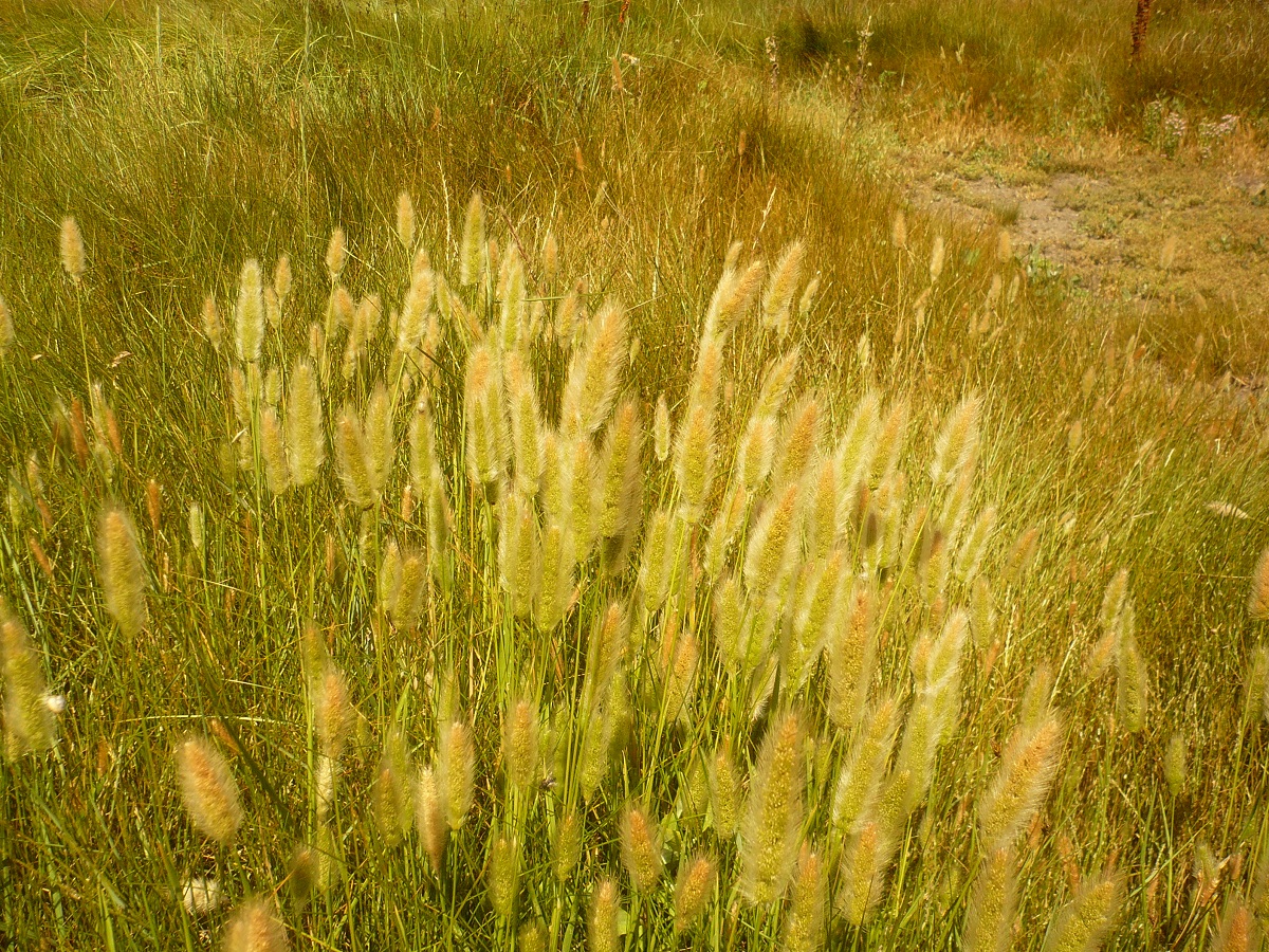 Polypogon monspeliensis (Poaceae)